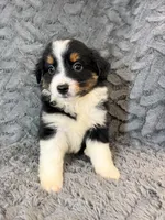 Black tri female, a female Miniature Australian Shepherd for sale in Jacksonville, FL – 1 of 2