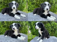 Black bi male, a male Miniature Australian Shepherd for sale in Jacksonville, FL – 5 of 8