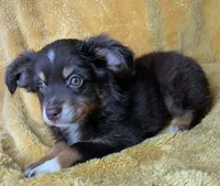 Red tri male, a male Miniature Australian Shepherd for sale in Jacksonville, FL – 4 of 8