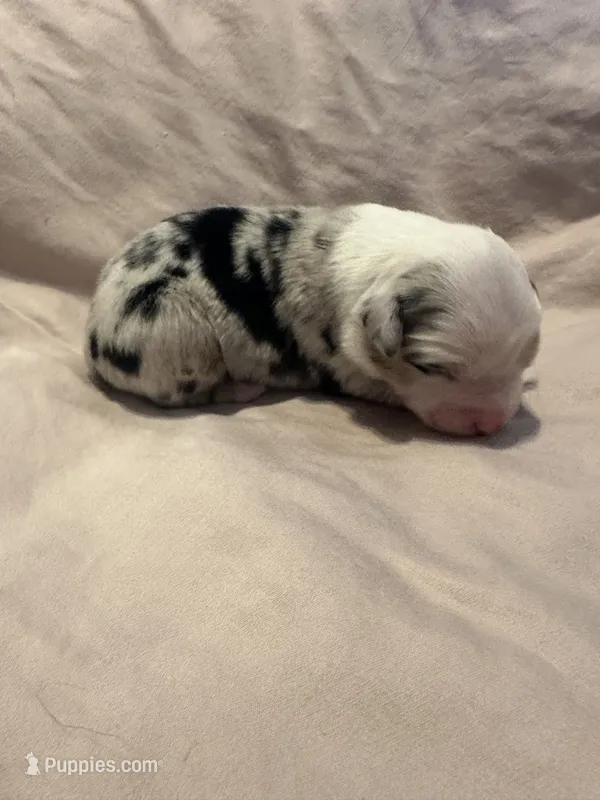 Blue Merle female  – Miniature Australian Shepherd puppy for sale in Jacksonville, FL