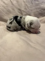 Blue Merle female , a female Miniature Australian Shepherd for sale in Jacksonville, FL – 1 of 2
