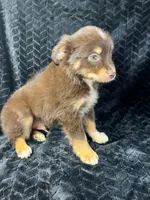 Red tri male, a male Miniature Australian Shepherd for sale in Jacksonville, FL – 6 of 8
