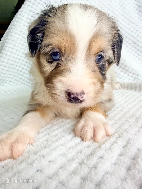 Blue Merle male – Miniature Australian Shepherd puppy for sale in Jacksonville, FL