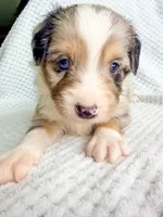 Blue Merle male, a male Miniature Australian Shepherd for sale in Jacksonville, FL – 3 of 8