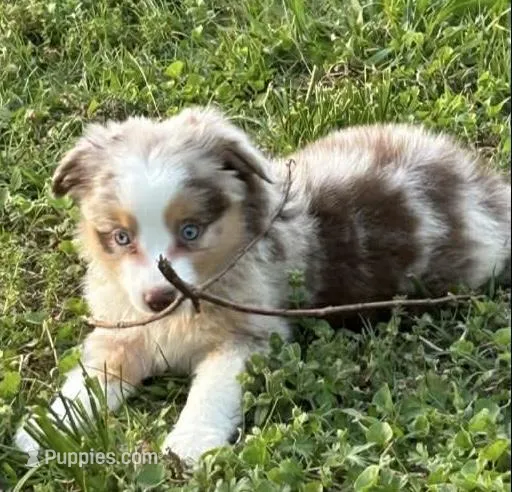 Red Merle male  – Miniature Australian Shepherd puppy for sale in Jacksonville, FL