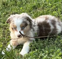 Red Merle male , a male Miniature Australian Shepherd for sale in Jacksonville, FL – Photo 1 of 2