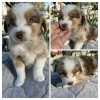 Red Merle male , a male Miniature Australian Shepherd for sale in Jacksonville, FL – Photo 2 of 2
