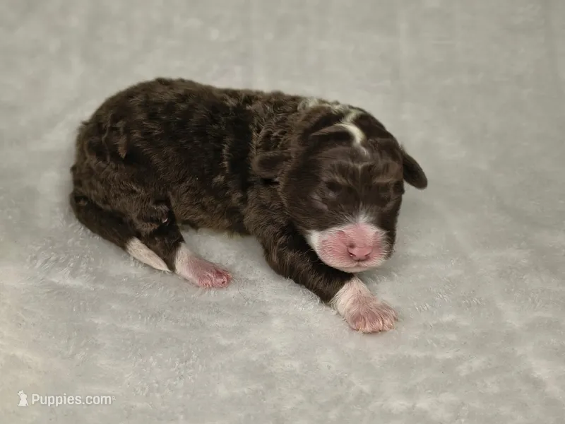 Red tri female – Miniature Aussiedoodle puppy for sale in Jacksonville, FL