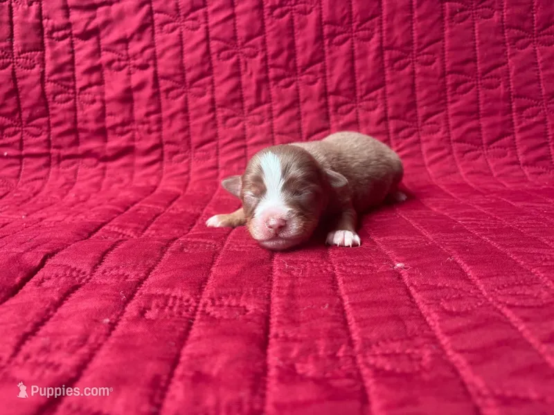 Toy Red tri female – Toy Australian Shepherd puppy for sale in Jacksonville, FL