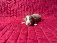 Toy Red tri female, a female Toy Australian Shepherd for sale in Jacksonville, FL – 1 of 4