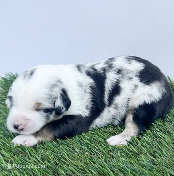Blue Merle female  – Miniature Australian Shepherd puppy for sale in Jacksonville, FL