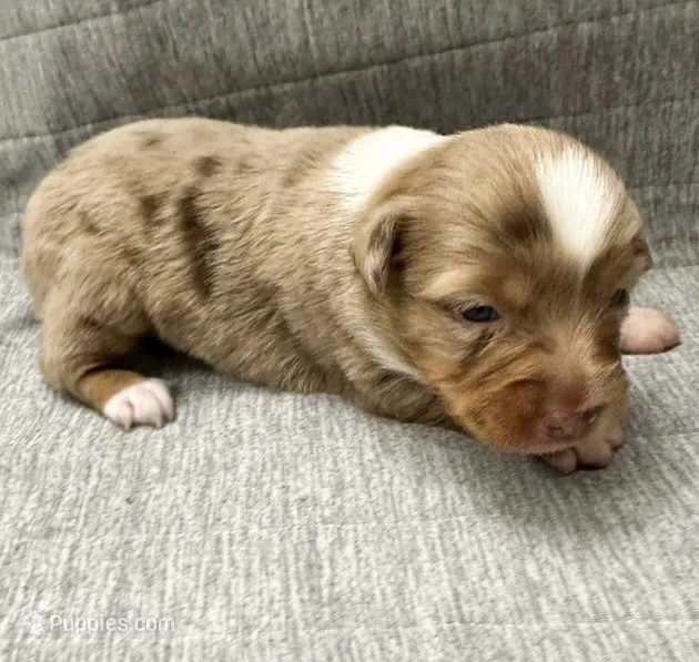 Toy red Merle female – Toy Australian Shepherd puppy for sale in Jacksonville, FL