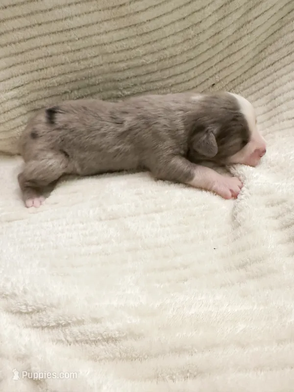 Blue Merle male – Miniature Australian Shepherd puppy for sale in Jacksonville, FL
