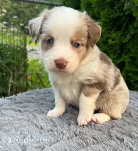 Red Merle female – Miniature Australian Shepherd puppy for sale in Jacksonville, FL