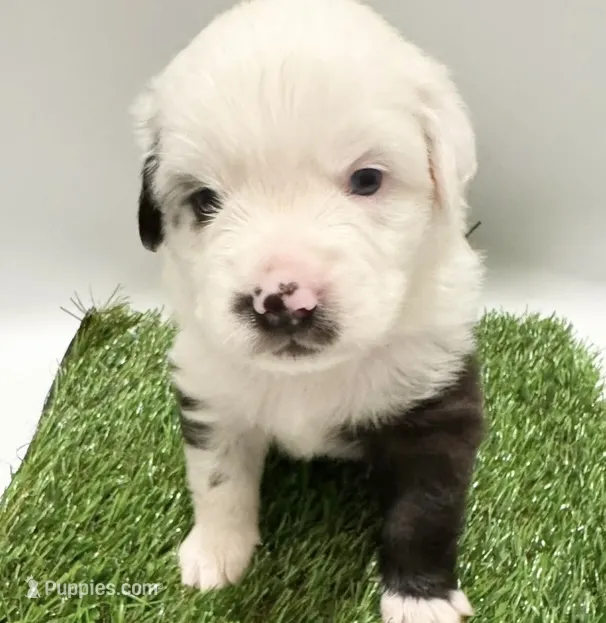 Blue Merle male – Miniature Australian Shepherd puppy for sale in Jacksonville, FL