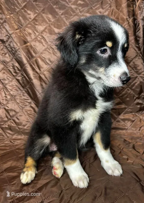 Black tri female – Miniature Australian Shepherd puppy for sale in Jacksonville, FL