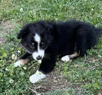 Black tri female, a female Miniature Australian Shepherd for sale in Jacksonville, FL – Photo 1 of 2