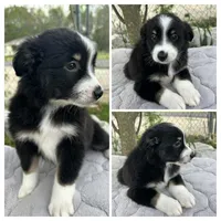 Black tri female, a female Miniature Australian Shepherd for sale in Jacksonville, FL – Photo 2 of 2