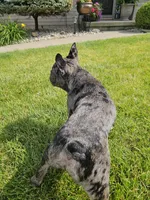 Walter, a male French Bulldog for sale in Napoleon, OH – 5 of 7