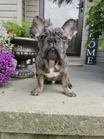 Walter, a male French Bulldog for sale in Napoleon, OH – 1 of 7