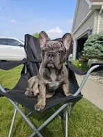 Walter, a male French Bulldog for sale in Napoleon, OH – 6 of 7