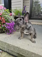 Walter, a male French Bulldog for sale in Napoleon, OH – 2 of 7
