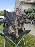 Walter, a male French Bulldog for sale in Napoleon, OH – 4 of 7
