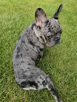 Walter, a male French Bulldog for sale in Napoleon, OH – 3 of 7