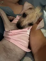 Xolo , a female Xoloitzcuintli for sale in Hollister, CA – 3 of 4