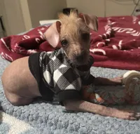 Xolo , a female Xoloitzcuintli for sale in Hollister, CA – 2 of 4