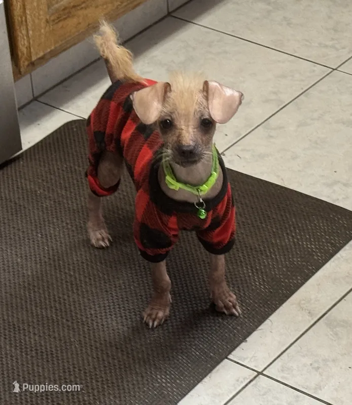 Xolo  – Xoloitzcuintli puppy for sale in Hollister, CA