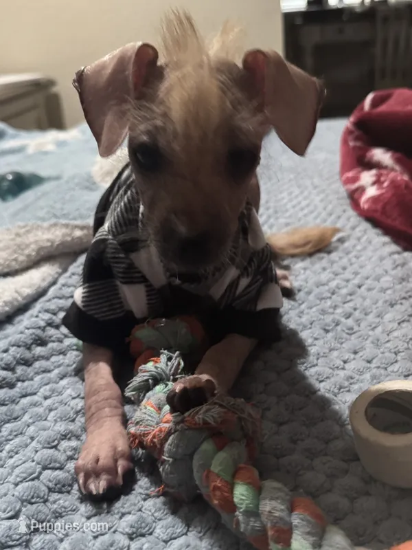 Xolo  – Xoloitzcuintli puppy for sale in Hollister, CA