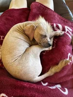 Xolo , a female Xoloitzcuintli for sale in Hollister, CA – 4 of 4