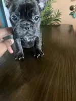 Journey , a female French Bulldog for sale in San Diego Country Estates, CA – Photo 4 of 5