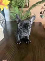 Journey , a female French Bulldog for sale in San Diego Country Estates, CA – Photo 5 of 5