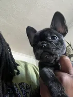 Journey , a female French Bulldog for sale in San Diego Country Estates, CA – Photo 1 of 5