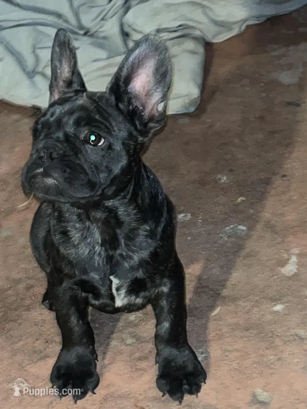 Victory  – French Bulldog puppy for sale in San Diego Country Estates, CA