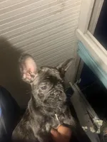 Victory , a male French Bulldog for sale in San Diego Country Estates, CA – Photo 1 of 3