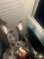 Victory , a male French Bulldog for sale in San Diego Country Estates, CA – Photo 2 of 3