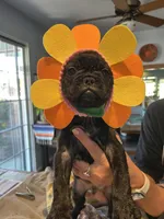 Victory , a male French Bulldog for sale in San Diego Country Estates, CA – Photo 3 of 3