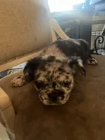 Salt n pepper , a male French Bulldog for sale in San Diego Country Estates, CA – Photo 4 of 6