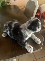 Salt n pepper , a male French Bulldog for sale in San Diego Country Estates, CA – Photo 3 of 6