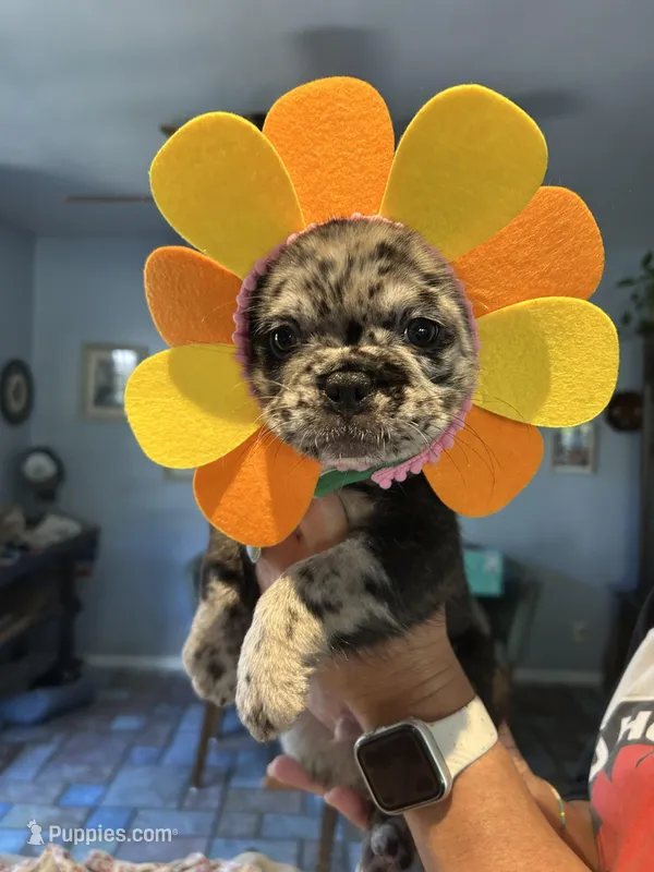 Salt n pepper  – French Bulldog puppy for sale in San Diego Country Estates, CA