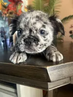 Salt n pepper , a male French Bulldog for sale in San Diego Country Estates, CA – Photo 5 of 6