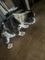 Salt n pepper , a male French Bulldog for sale in San Diego Country Estates, CA – Photo 6 of 6