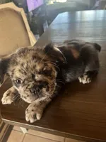 Salt n pepper , a male French Bulldog for sale in San Diego Country Estates, CA – Photo 2 of 6