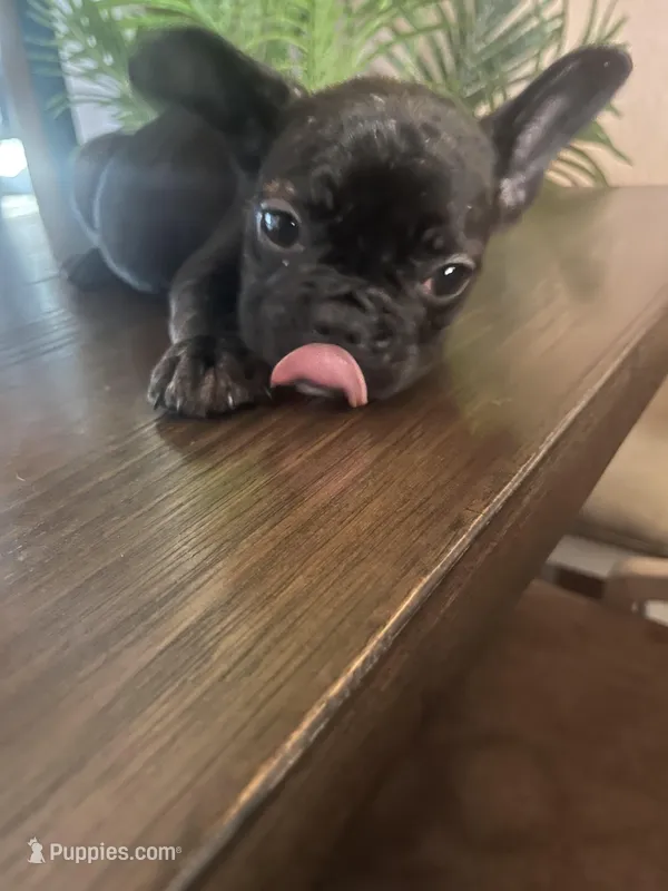 Champ – French Bulldog puppy for sale in San Diego Country Estates, CA