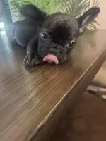 Champ, a male French Bulldog for sale in San Diego Country Estates, CA – Photo 1 of 4