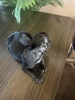 Champ, a male French Bulldog for sale in San Diego Country Estates, CA – Photo 4 of 4