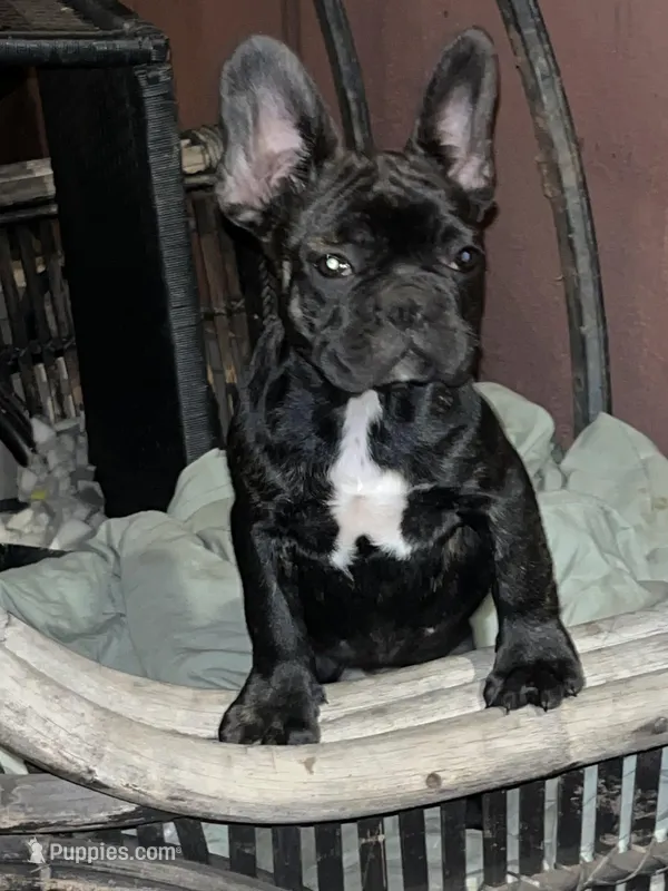 Champ – French Bulldog puppy for sale in San Diego Country Estates, CA
